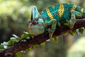 Rolgordijnen A Veiled chameleon hanging on a tree trunk © DS light photography