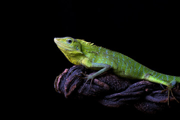 Maned forest lizard in black background