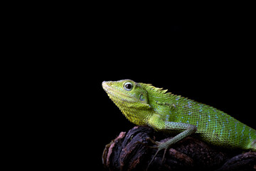 Maned forest lizard in black background