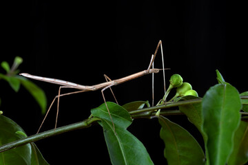 The stick insect ( Phasmatodea ) on a tree