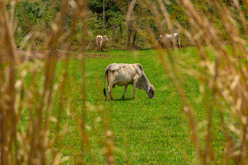 Alguns bovinos (magros) pastando em fazenda.