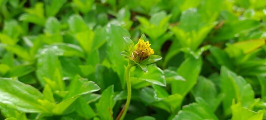 closeup a natural little beauty lovely yellow flower with green leafs in garden. Maxican Sunflower Yellow beauties between the green