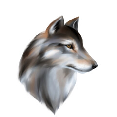 Wold or dog digital painting. Isolated on white.