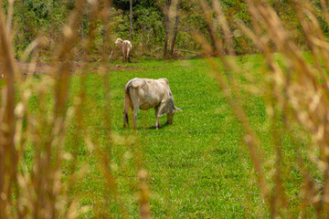 Obraz na płótnie Canvas Alguns bovinos (magros) pastando em fazenda.