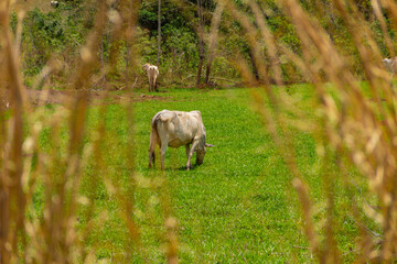 Alguns bovinos (magros) pastando em fazenda.