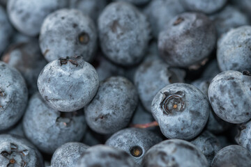 Close-up shot of delicious vibrant coloured blueberries