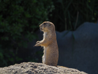 Prairie dog standing