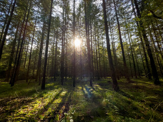 Trees with Lens-flare
