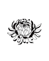 Detailed sketch of a flower chrysanthemum close-up on a white background. chrysanthemum flower blossoms. Cool for t-shirts, tattoos and design.