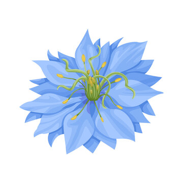 Nigella sativa flower isolated on white background. Vector cartoon flat illustration, icon.