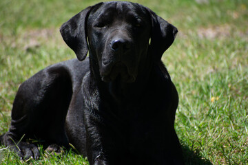 black labrador retriever