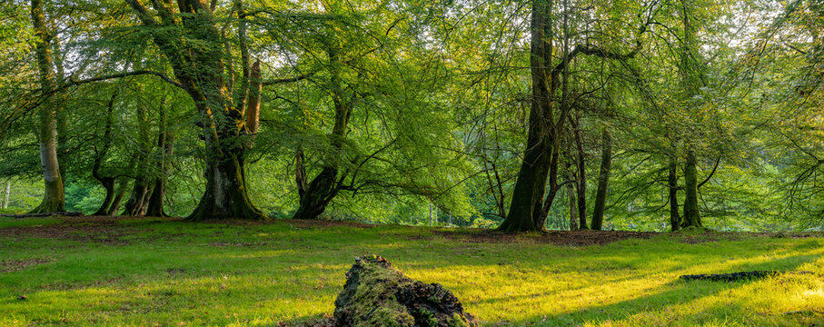 walk in the new forest woodland in summer