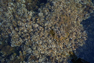 Algae of Padina pavonica, in the Adriatic sea