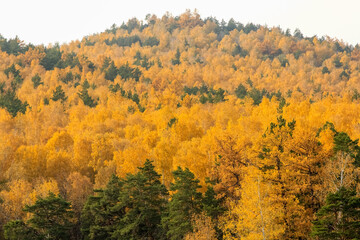 Yellow spruce trees on a mountainside near Lake Turgoyak. Golden autumn in the city of Miass in Russia.