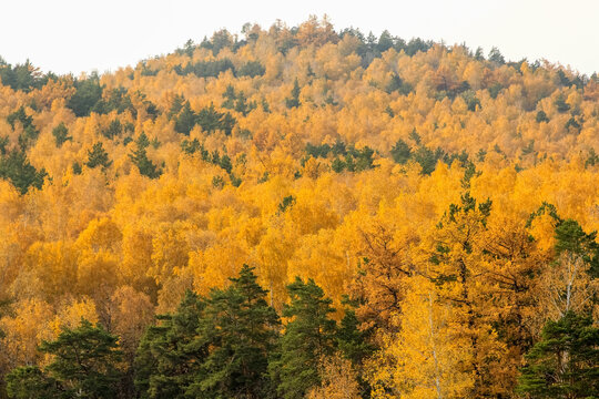 Yellow spruce trees on a mountainside near Lake Turgoyak. Golden autumn in the city of Miass in Russia.