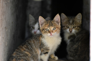 Fototapeta na wymiar Homeless little adorable kittens watching to camera, fluffy pets living outdoors in town