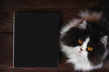 Close up of cat looking at camera next to black magic book on brown wooden table. Halloween concept.