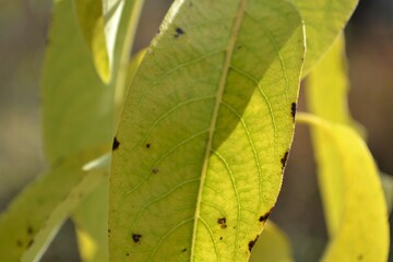 close up of yellow leaf