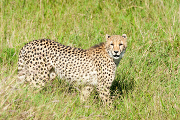 Fototapeta na wymiar A Cheetah standing in long grass. Taken in Kenya