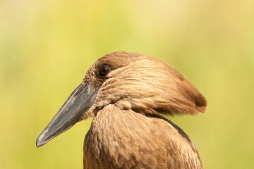 A close-up shot of a Hammerkop. The hamerkop, is a medium-sized wading bird.