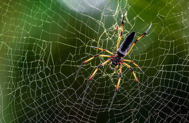 Spider on the webTropical Background Sun Light Holiday Travel Design Space Palm Trees Branches Landscape Indonesia Seychelles Philippines Travel Island Relax Sea Ocean Rain Cloud