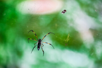 Spider on the webTropical Background Sun Light Holiday Travel Design Space Palm Trees Branches Landscape Indonesia Seychelles Philippines Travel Island Relax Sea Ocean Rain Cloud