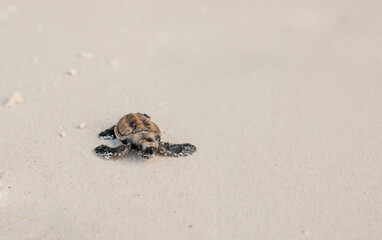Little Sea Turtle Cub, Crawls along the Sandy shore in the direction of the ocean to Survive, Hatched, New Life, Saves, Way to life, Tropical Seychelles, footprints in the sand, forward to a new life