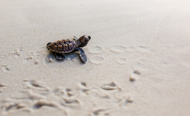 Little Sea Turtle Cub, Crawls along the Sandy shore in the direction of the ocean to Survive, Hatched, New Life, Saves, Way to life, Tropical Seychelles, footprints in the sand, forward to a new life
