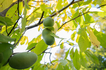 Ripening paw paw fruit growing on a tree