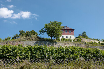 Fototapeta na wymiar Freyburg (Unstrut) Weinanbau