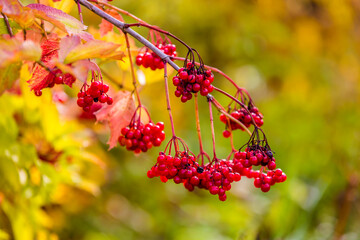 Red viburnum berries on a tree in autumn
