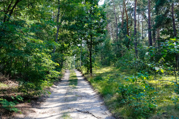 A sandy dirt road passing through the forest