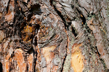 Abstract bark shapes on a pine tree trunk