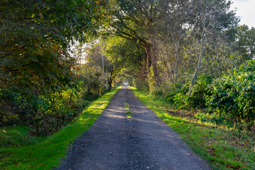Fototapeta premium road in the forest