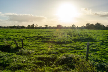 Fototapeta premium vineyard at sunset