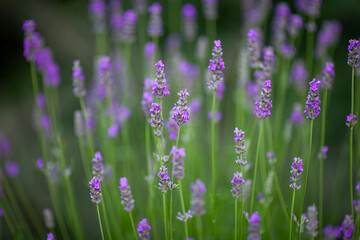 Lavender field, bush of narrow-leaved lavender, medicinal lavender. Purple flowers on a background of green grass.