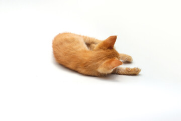 Fototapeta na wymiar Close-up view of a cute yellow kitten is lying down on white background