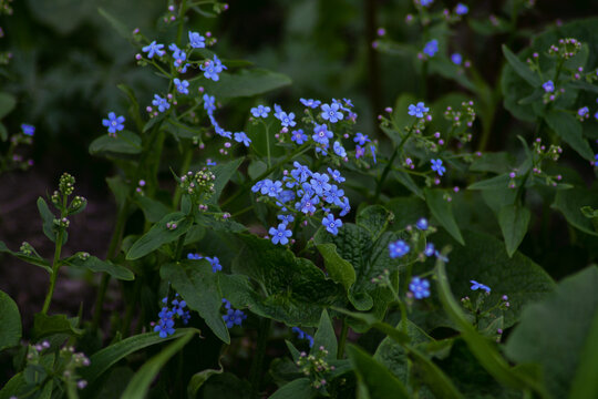Forget-me-not flowers in green foliage, macro photography. Banner, postcard, cover, flyer, layout design