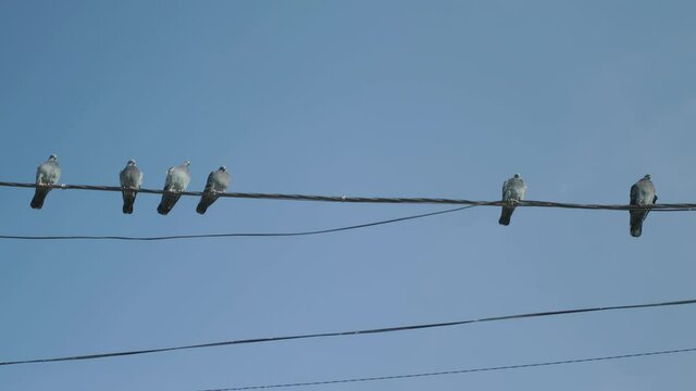 Six pigeons are sitting and resting on a city lighting wire. Clear blue sky and windless weather. Pigeons in an urban environment.