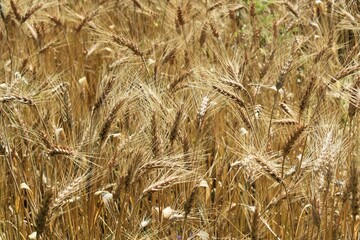 Close up of ripened barley, in a field. Barley background.