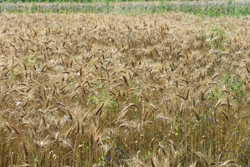 Close up of ripened barley, in a field. Barley background.