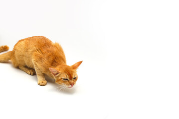 Close-up view of a yellow cat about to vomit something isolated on white background
