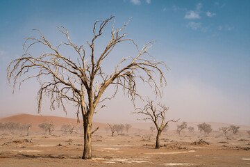 Fototapeta na wymiar Dead trees near Sossusvlei in the Namib Desert, Namibia, Africa.