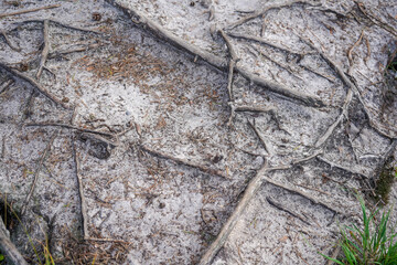 Close up of exposed tree roots