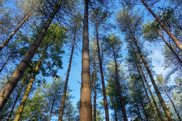 Looking up are pine tree canopy with a blue sky background 