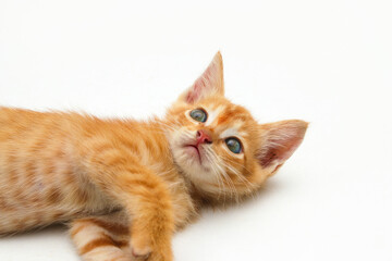 Close-up view of a cute yellow kitten isolated on white background