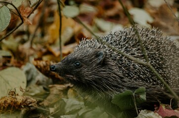 Close up hedgehog in the woods on fallen colourful leaves