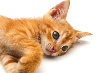 Close-up view of a cute yellow kitten isolated on white background