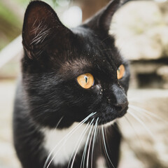 Eine schwarze Katze