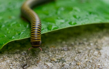 One millipedes 